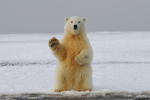 Into the Depths of a Bear Den