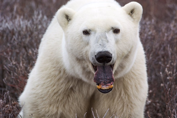 Bear Safety with Wesley Larson