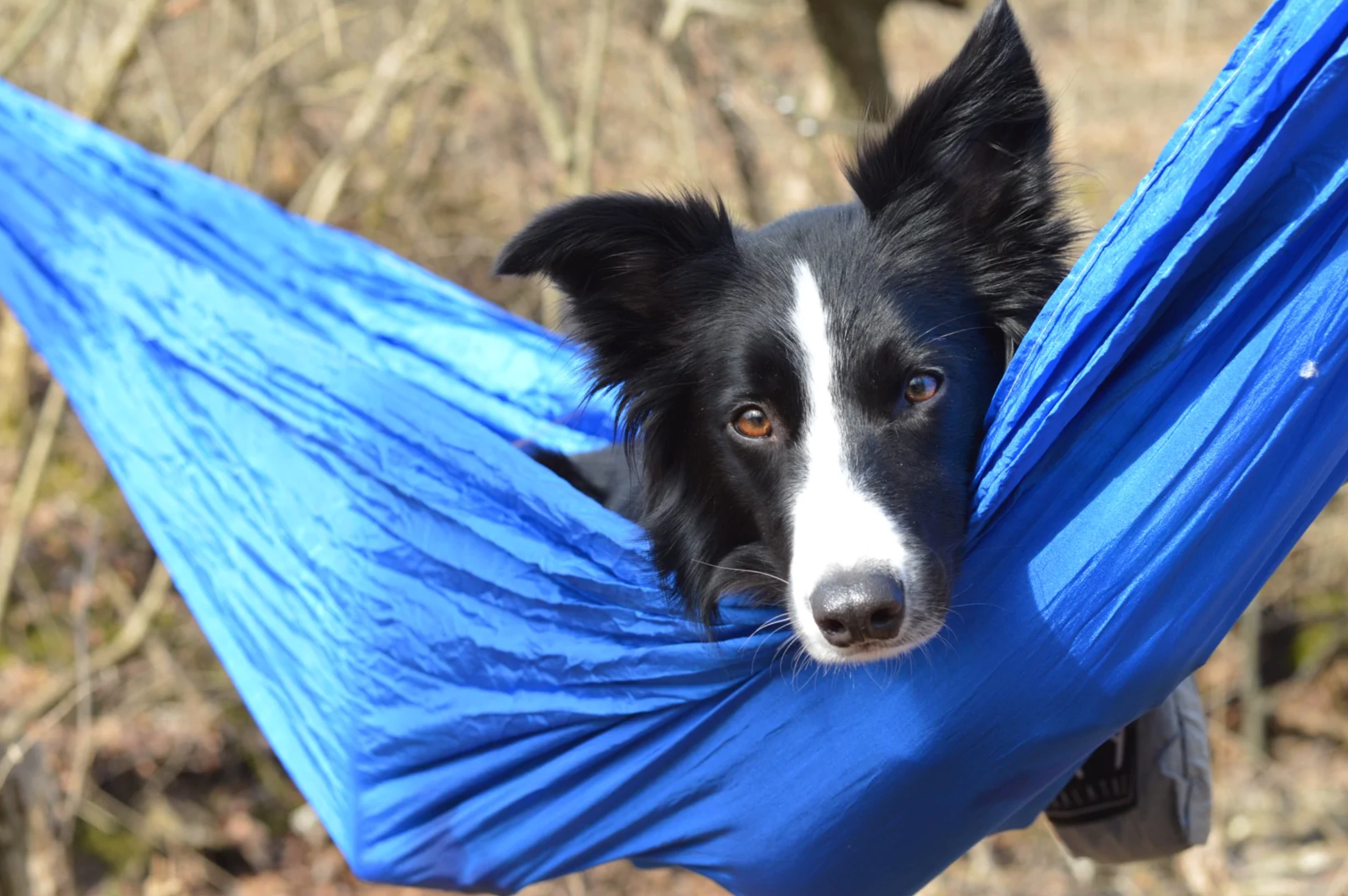 Coalatree Hammock